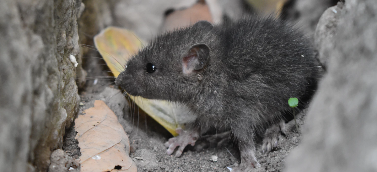 mouse