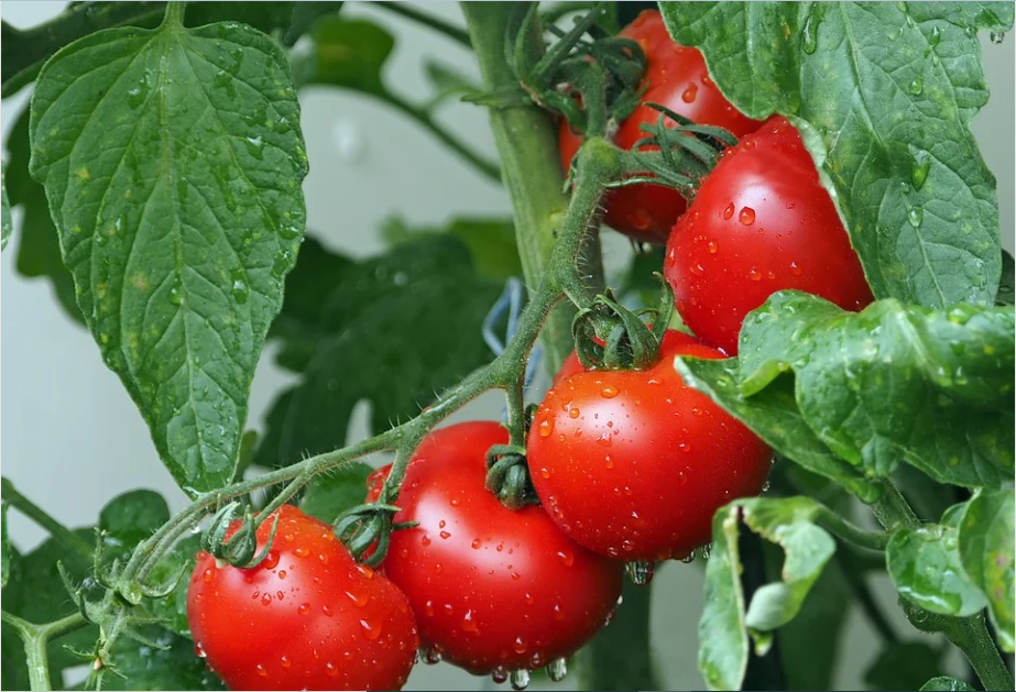 tomato